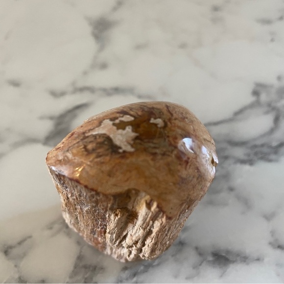 Petrified Wood - Picture 2 of 7